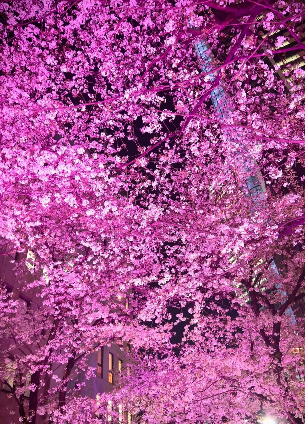 「夜の桜の表情、色っぽくて素敵です♡」蜷川実花、美しすぎる夜桜ショットにファン魅了！