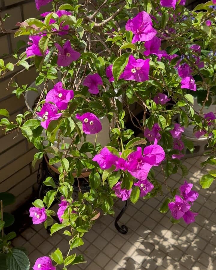 浅田美代子、自宅の植物の様子を公開　「花や緑に癒されて幸せ」とファンから反響