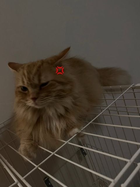 不機嫌顔でも可愛い！乃木坂46・岩本蓮加が愛猫にメロメロ！