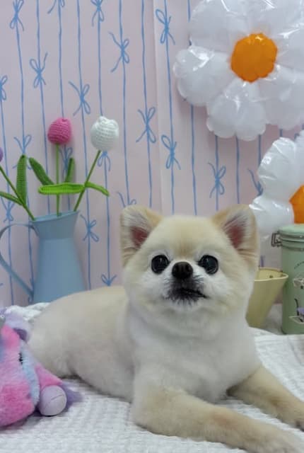 井口裕香が愛犬の誕生日に愛情爆発の叫びを投稿！？