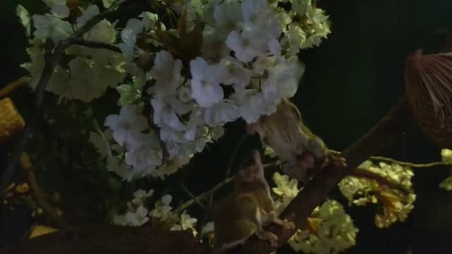 「花より団子？やっぱり花！」桜に誘われたチビフクロモモンガたちの動画が可愛すぎる！