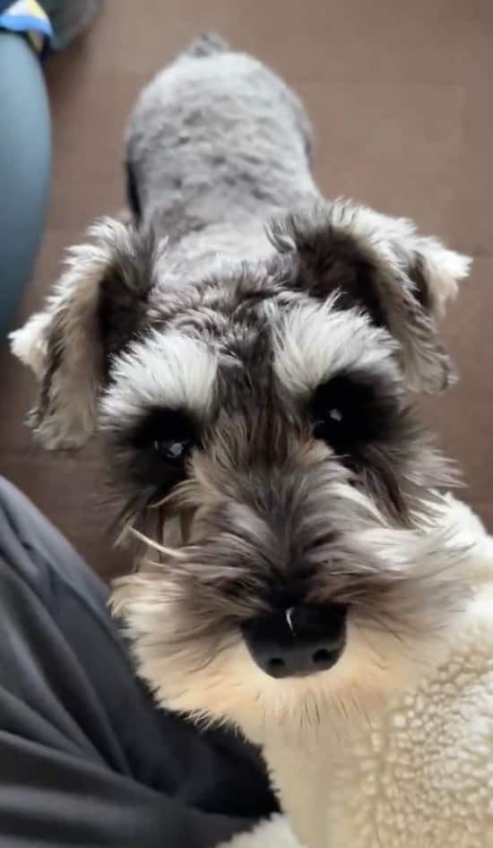 はじめしゃちょー、「実家の愛犬との癒し動画を公開」生きるぬいぐるみとファンもメロメロ