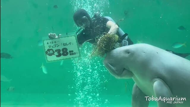 ジュゴンの”セレナ”が鳥羽水族館入館38周年！ダイバーとのお祝い