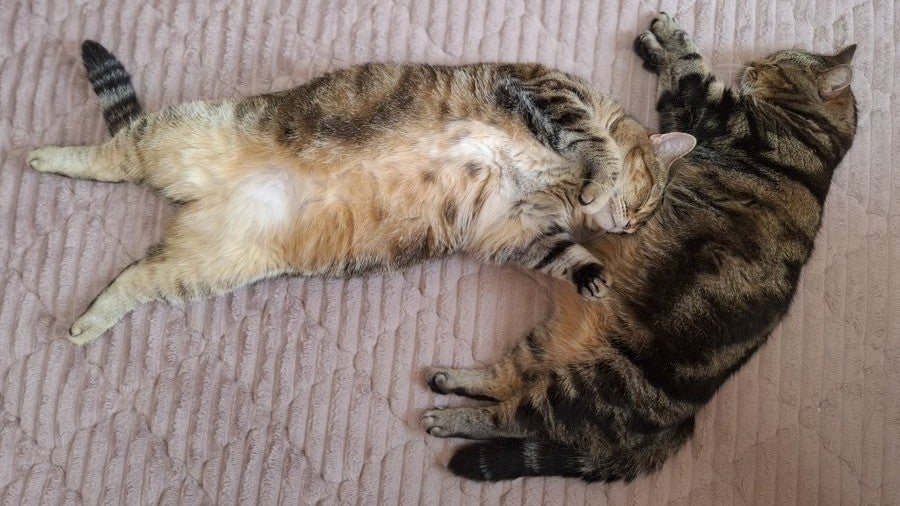 “癒やしのひととき” 元女子プロレスラー・豊田真奈美、愛猫の寄り添う寝姿を公開