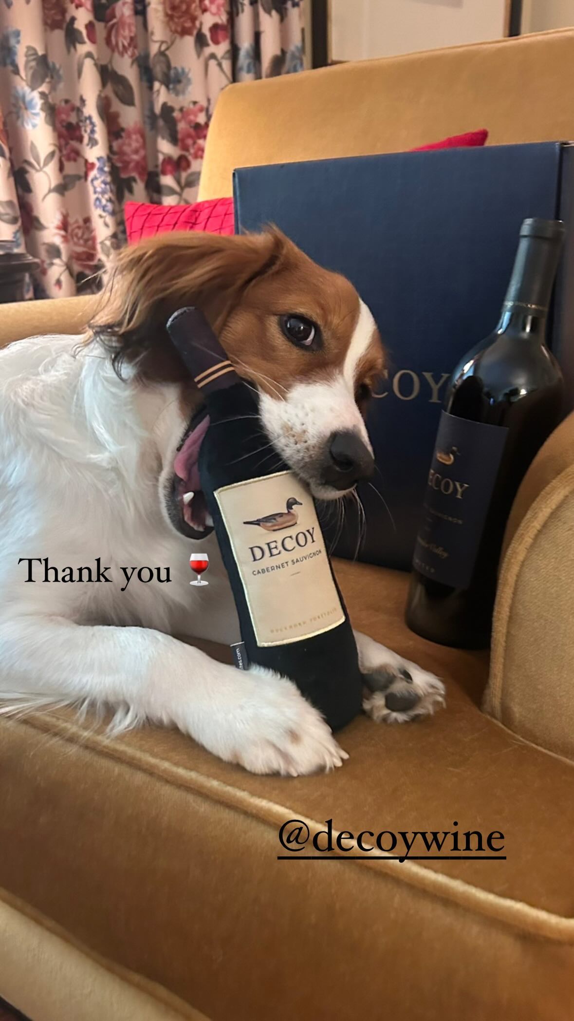 大谷翔平の愛犬・デコピンがワインをガブリ!? 可愛すぎるショットに世界中がメロメロ