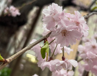 根本美緒、雨の桜にほっこり「お陰様で長持ち」　天気予報と共に春の便り！