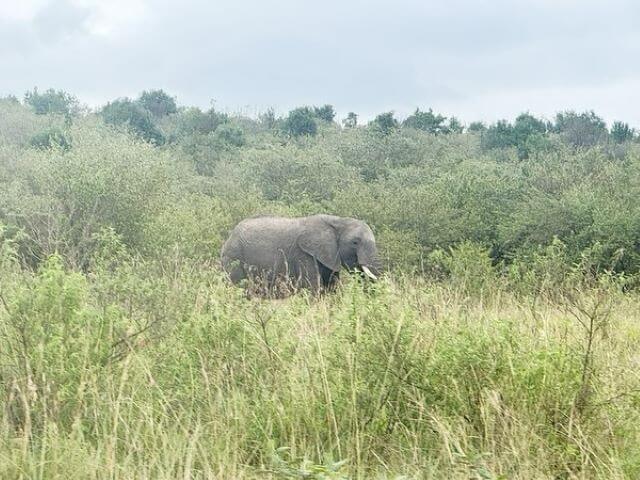 市川海老蔵、偶然の出会いで象と遭遇！勸玄との幸せな瞬間
