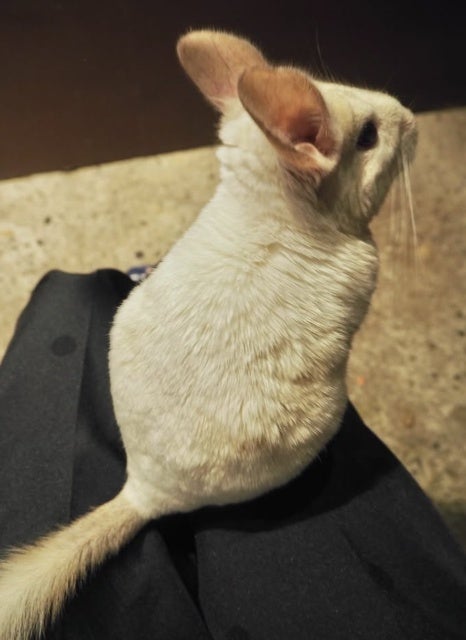 東海テレビアナウンサー・篠田愛純、浜松旅で動物たちと癒やしのひととき