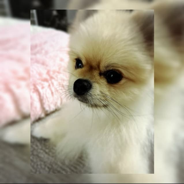 中山忍、記念すべき1000回目のインスタ投稿は愛犬メイちゃんからの暑中見舞い