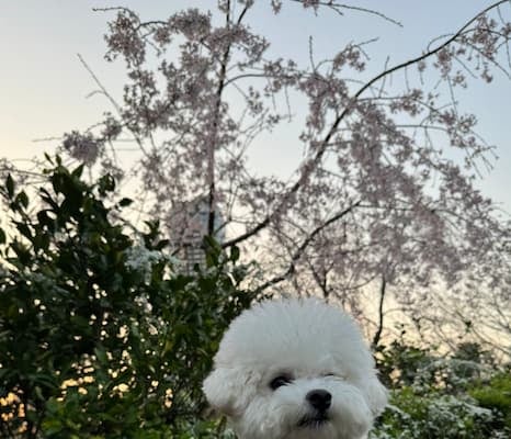 アーティスト・LiSAが愛犬と一緒に花見！「わたしもはなみ」