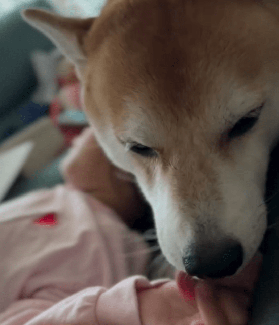 元女子バレー日本代表・大山加奈、愛犬『だいずくん』の娘への可愛すぎる