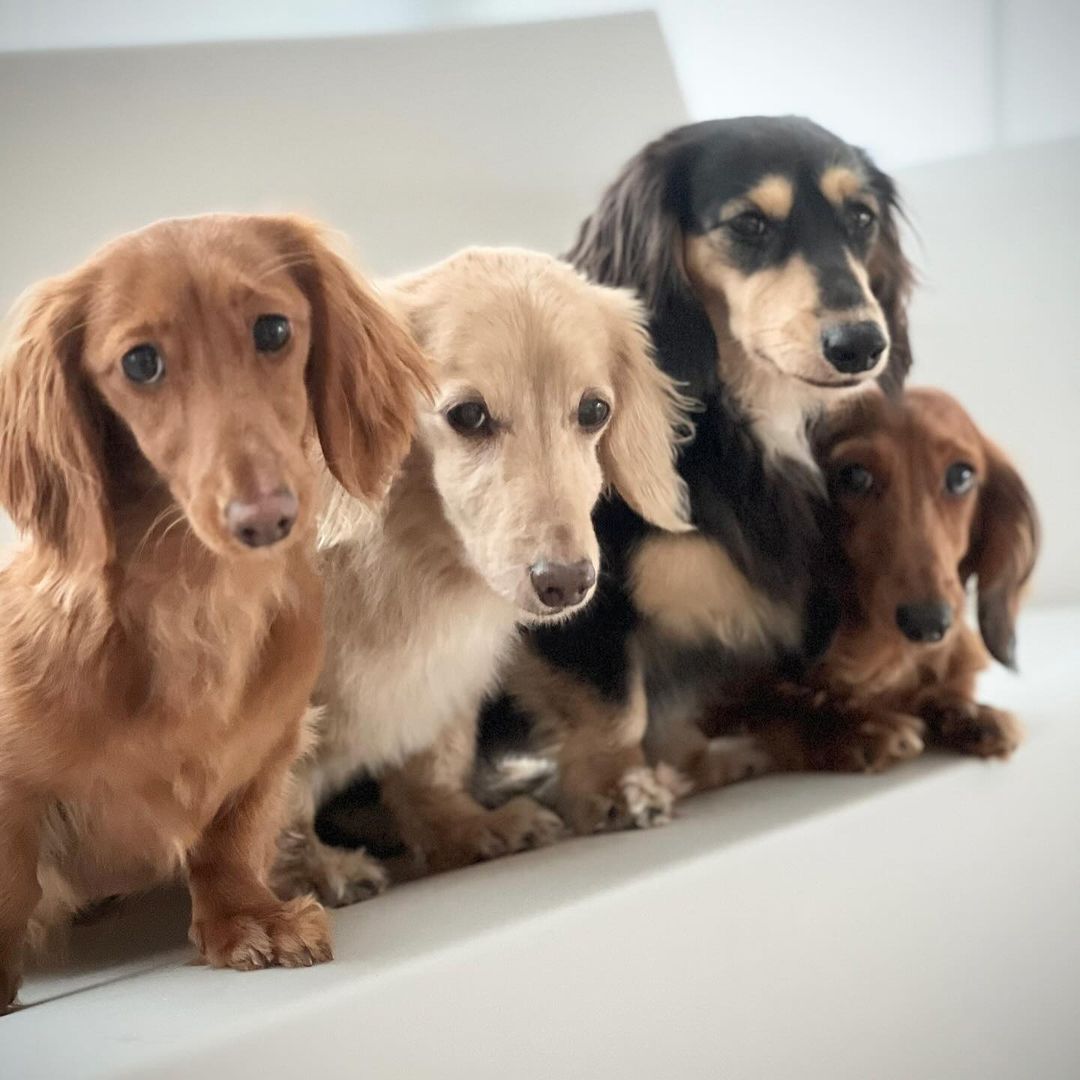 「愛しい天使たち」氷川きよしの可愛すぎる”ファミリー”に注目集まる