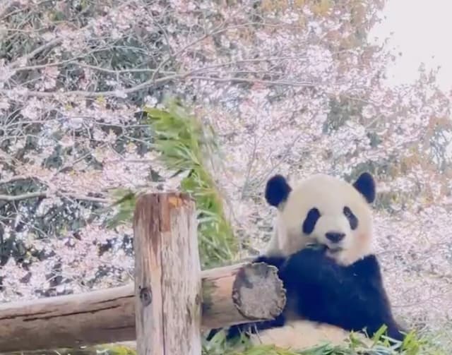 「花より竹」？桜満開の中、パンダの彩浜が“お花見モグモグ”姿を披露