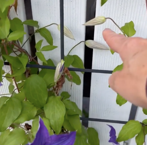 工藤静香さん、自宅の花壇を公開✨💐「いい香りがしそうなお庭💜　」