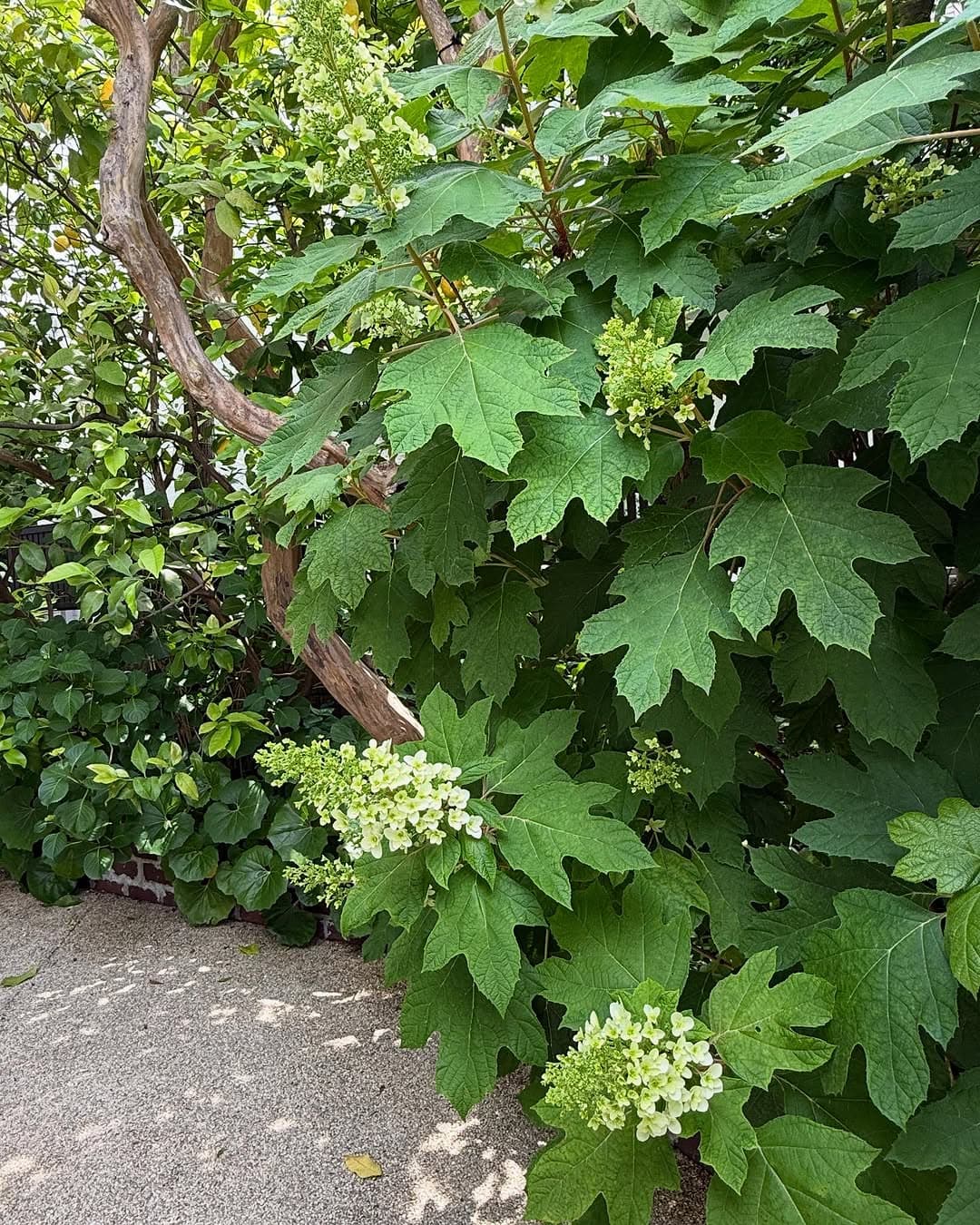 栗原はるみ、炊飯器で仕上げた自家製あんこを公開　「作りたい！」の声多数！