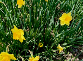 夏木マリが「おはようシリーズ」を更新　可憐な花とともに“よい日”の願いを届ける