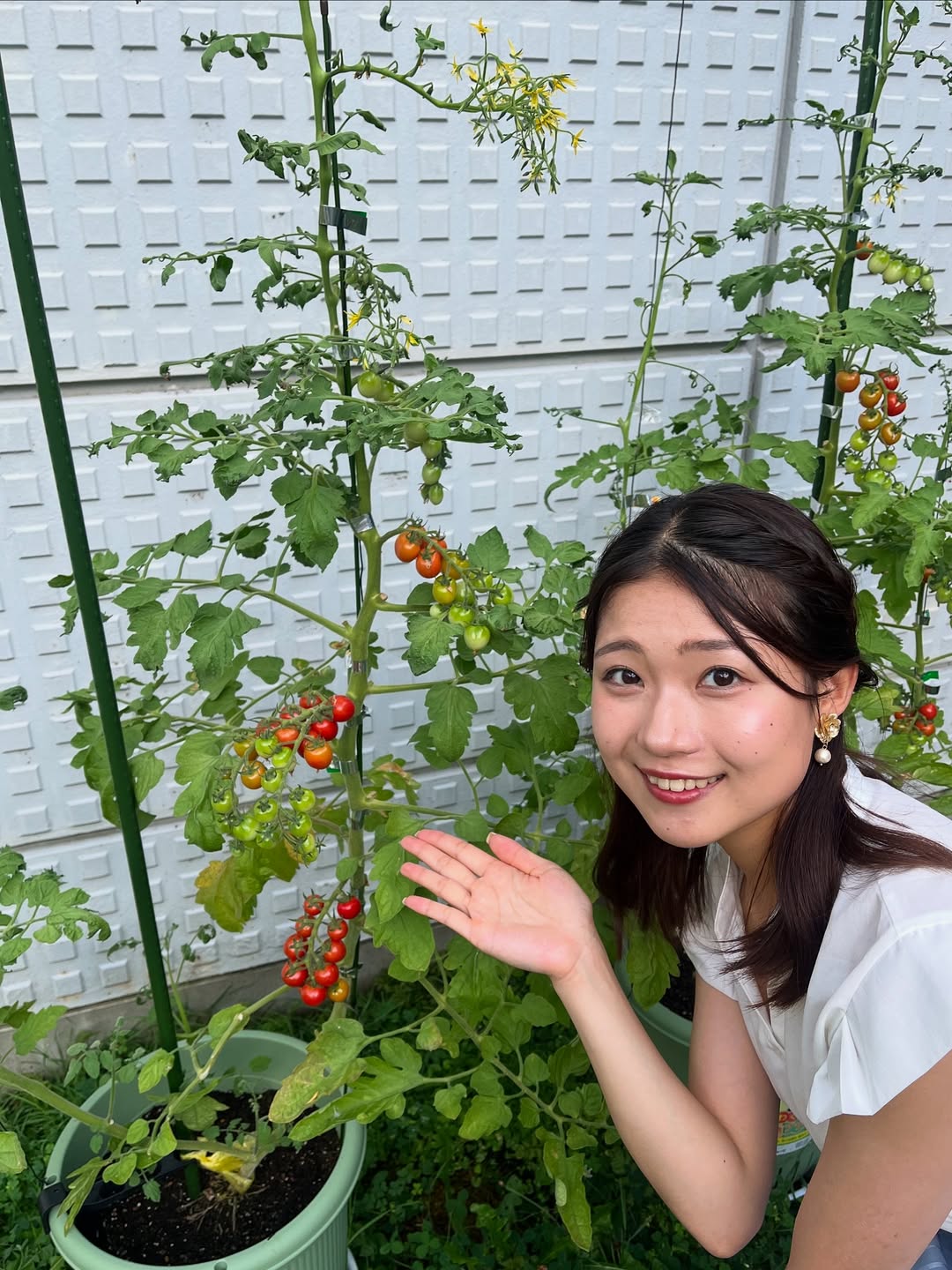 「ツヤツヤで宝石みたいです！元気が出ました」IBCアナウンサー・徳岡伶美、IBC中庭の赤く熟したトマトに感激