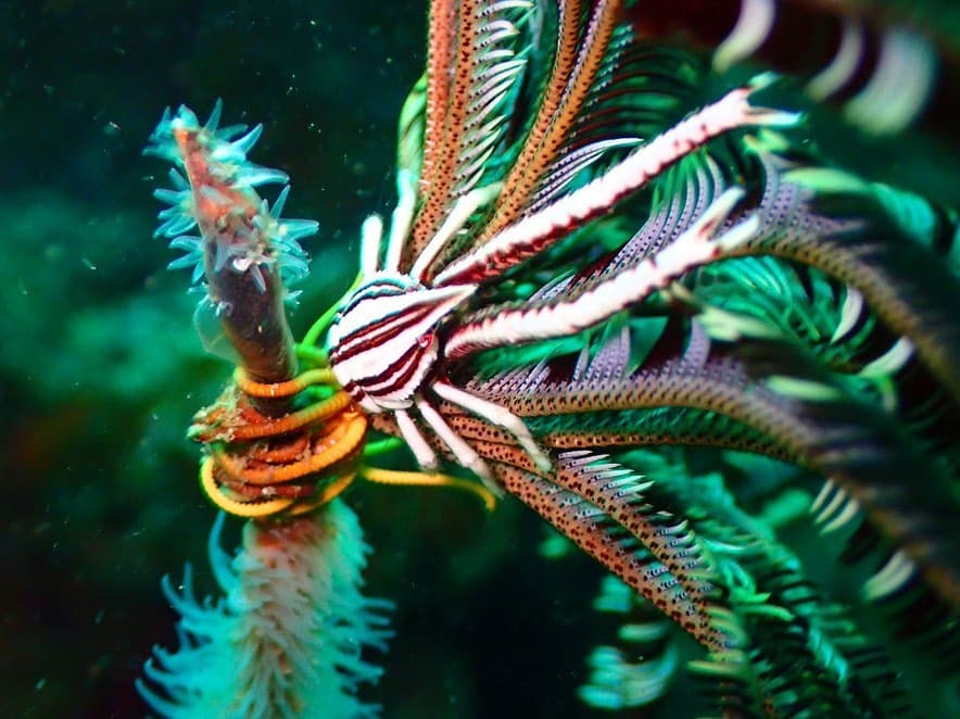 King & Prince 髙橋海人ダイビングでの写真を公開💛✨