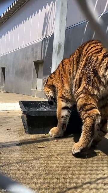 「無邪気に水遊び！と思いきや…」アドベンチャーワールドがアムールトラの子どもの可愛い水浴び姿を投稿