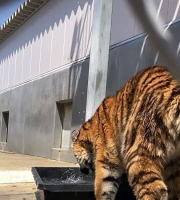 「無邪気に水遊び！と思いきや…」アドベンチャーワールドがアムールトラの子どもの可愛い水浴び姿を投稿