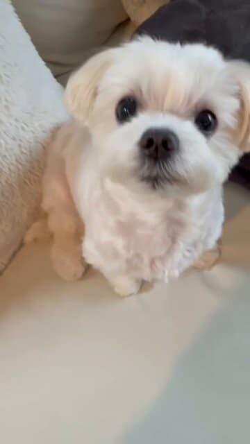 「前世犬だったのかな俺」佐野勇斗がわんちゃんにメロメロ！ファンからも愛犬画像を募集