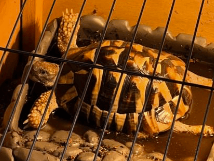 上原浩治のペットが「めっちゃかわいい🐢」と話題に