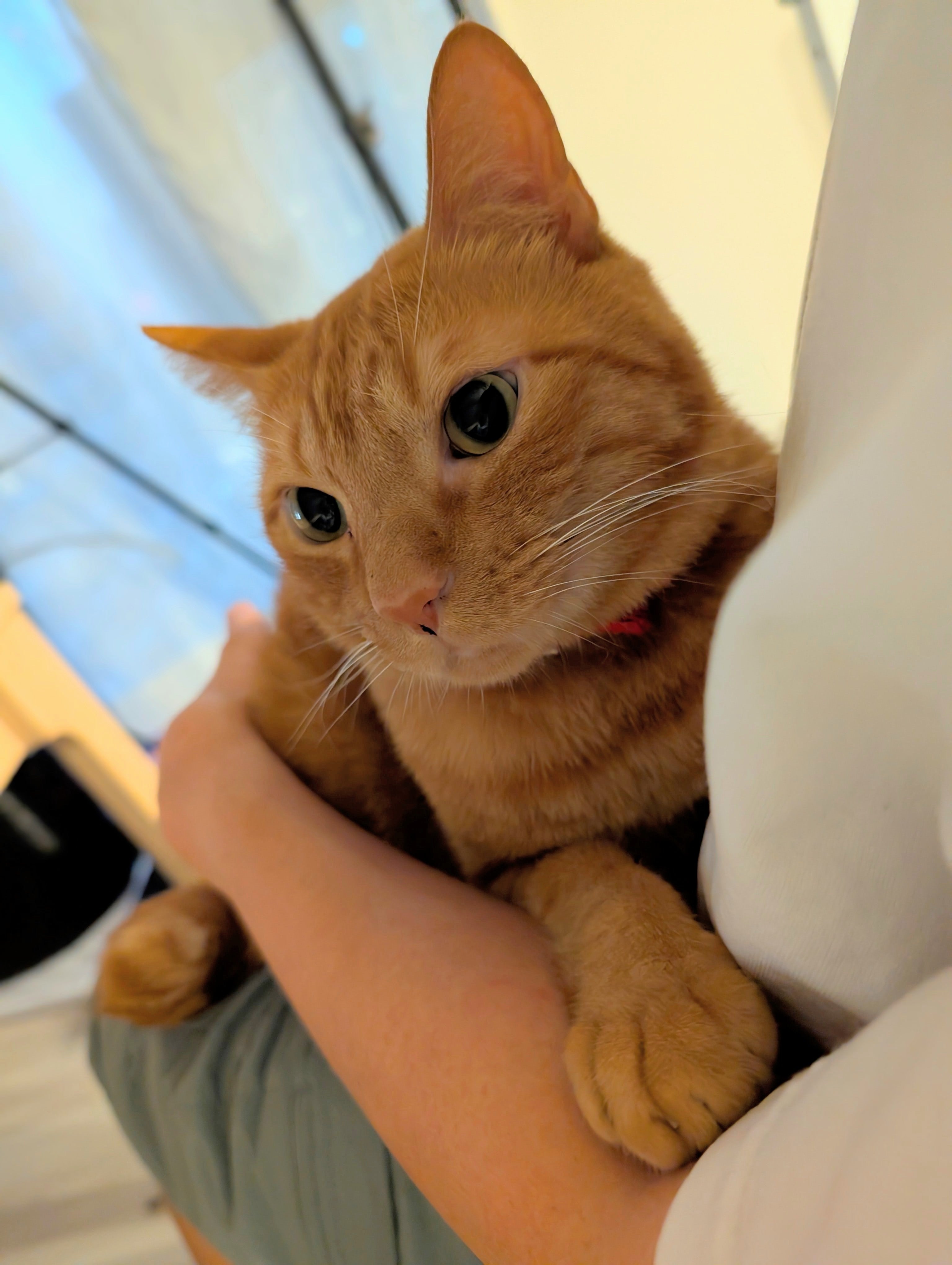 松丸亮吾の膝の上を占領！？愛猫の甘えたショットを公開！