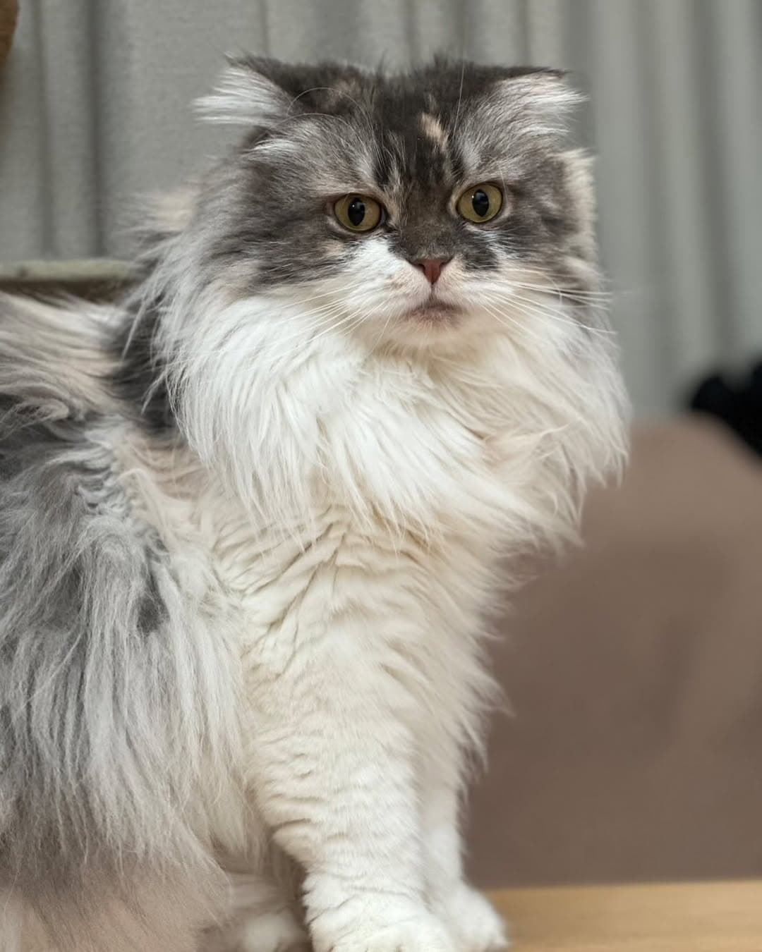 「まるでモデルさんみたいに可愛い」中川剛、愛猫の立ち姿ショットにキュンとする声続出