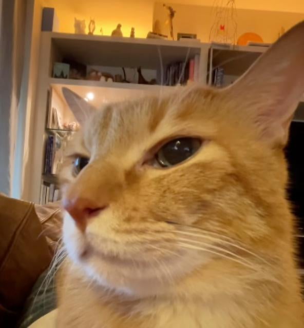 石田ゆり子の愛猫ハニオ、人気爆発！「ぼくのだけ売り切れてて」