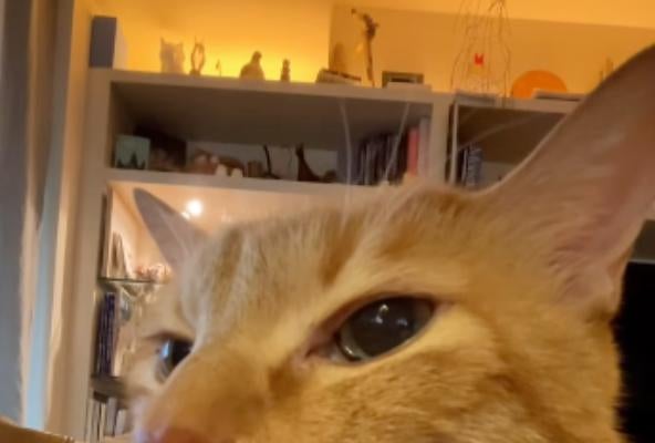 石田ゆり子の愛猫ハニオ、人気爆発！「ぼくのだけ売り切れてて」