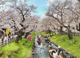 「これぞ川越の春」川越氷川神社、“春の舟遊”と満開間近の誉桜が魅せる風景！