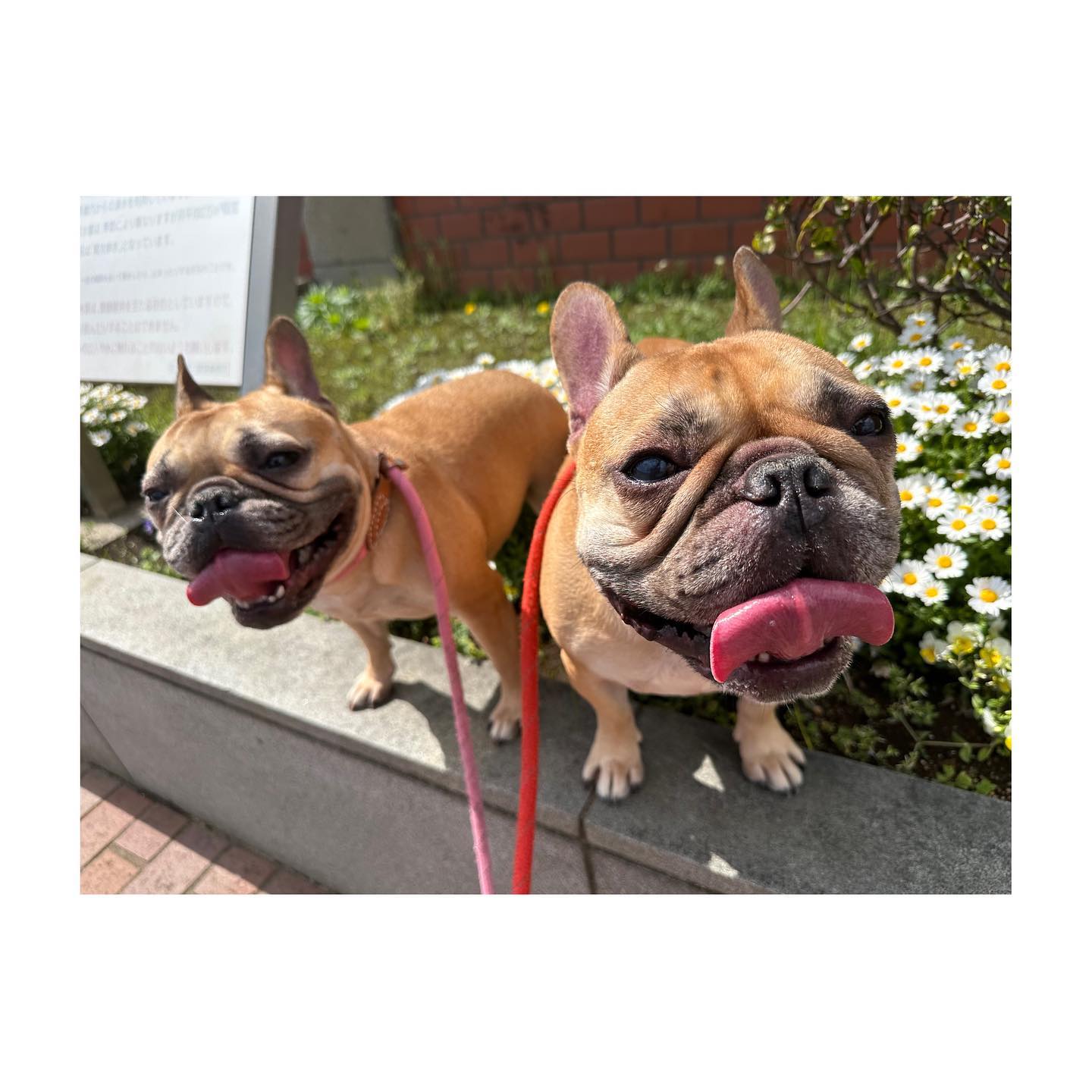 格闘家RENAの癒し…😌愛犬たちにファンもほのぼの