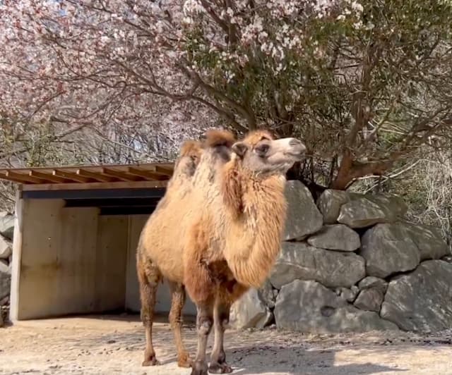 桜とラクダの意外なコラボにほっこり　姫路セントラルパークの春景色が人気