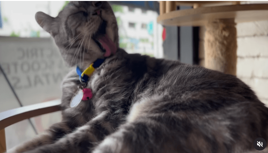 山田孝之の癒しの瞬間、Instagramで話題の猫ちゃん動画！