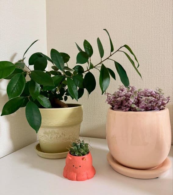 「帰りにふらっとお花屋さんの前を通ったら…」元モー娘。小川麻琴、一目ぼれした桜のような観葉植物とは…？！