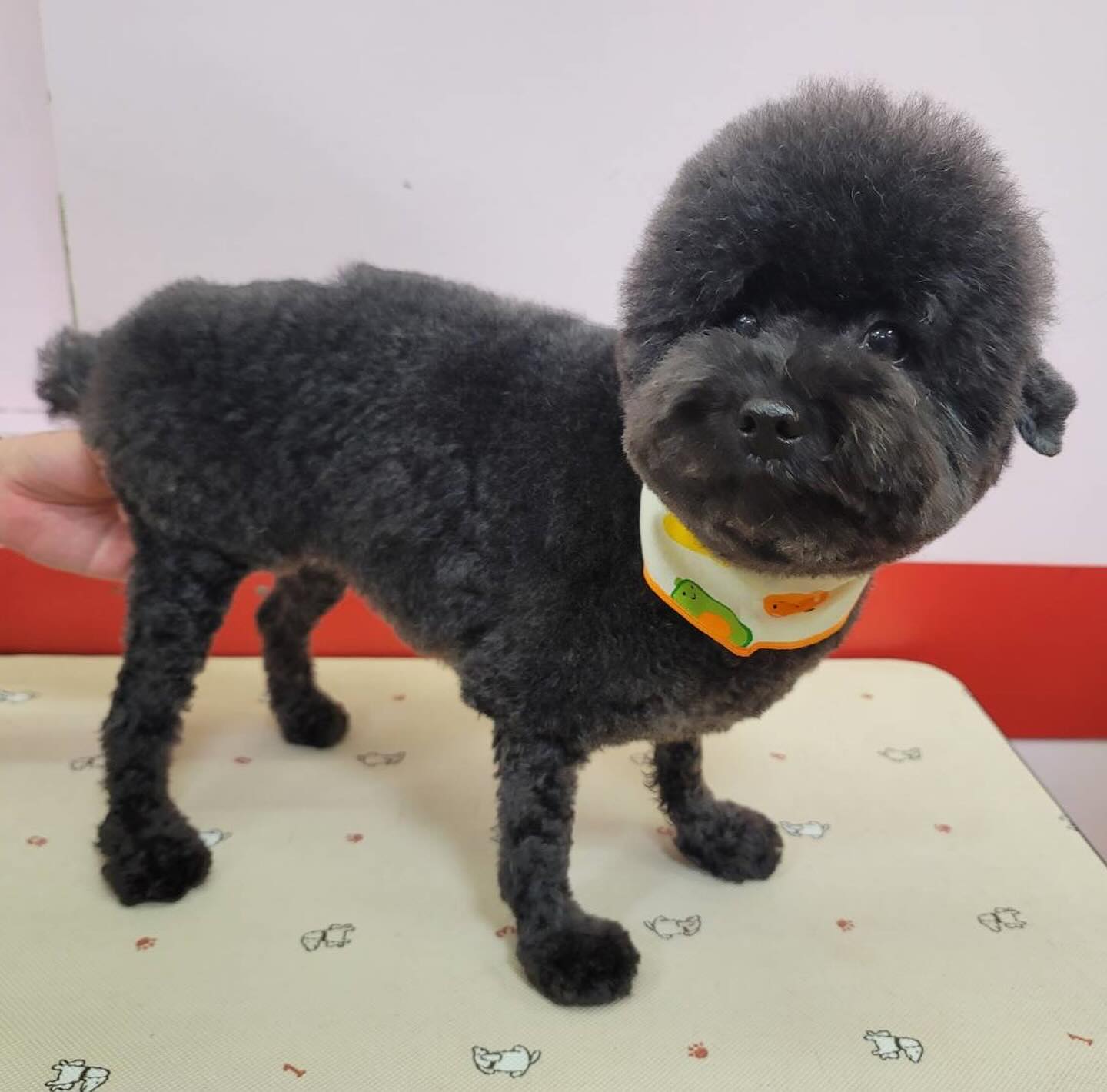 浜田雅功の妻・小川菜摘が愛犬「トコちゃん」の最新トリミングを公開!!爆笑の嵐!?