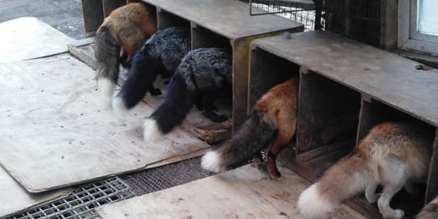 「まるでしっぽの〇〇」宮城蔵王キツネ村がモフモフいっぱいの写真を公開！