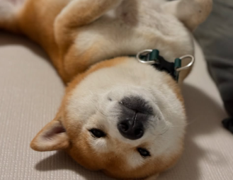 大山加奈、双子育児の奮闘を投稿！「どうしたら早く寝てくれるのかしら…」