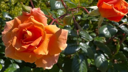 光浦靖子がバラの季節を満喫「いい香りなんですのよ」カナダの風景に癒やされる声続々