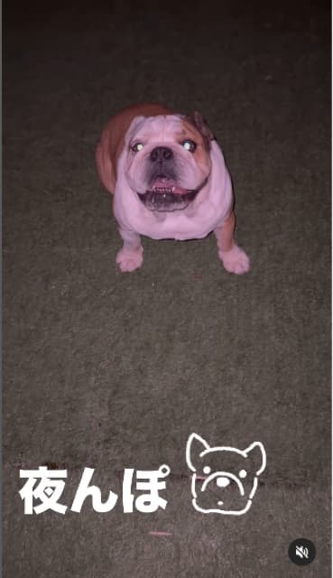 北斗晶、暑い日の夜に愛犬とすることとは…？