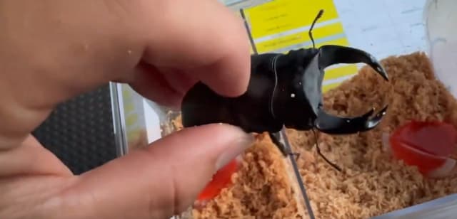 「オオクワGETだぜ！！」昆虫好き・つるの剛士が新入りクワガタを紹介！