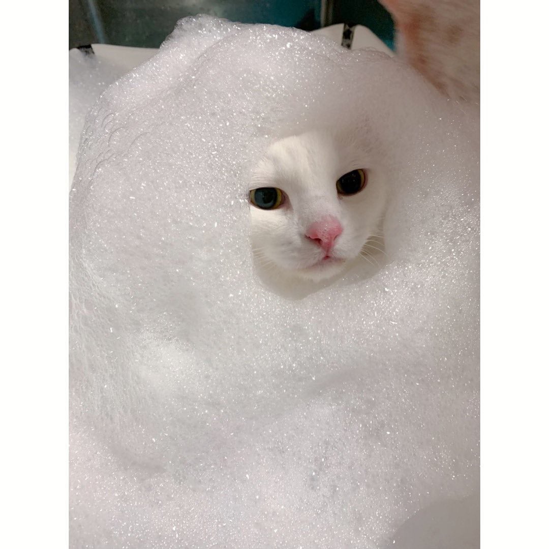 🐈トリンドル玲奈の愛猫が泡だらけに「表情が緊張してる笑」