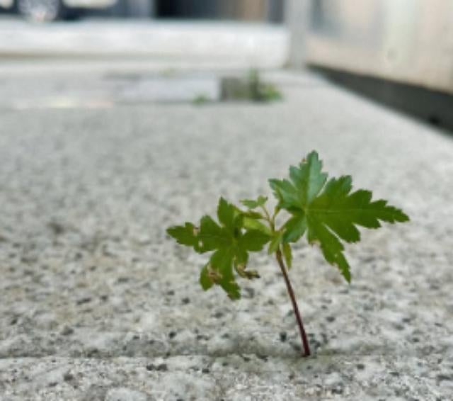 振付師TAKAHIRO、道端の植物に生命の強さを感じる朝のひととき