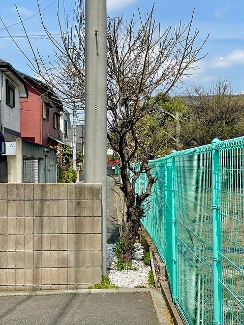 まるでポケモンの世界!?お笑いタレントが投稿した”いあいぎり”必須な道が話題に