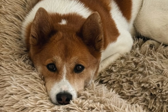 ローラ、愛犬あきくんの誕生日を祝福「思い出いっぱい作ろうね」