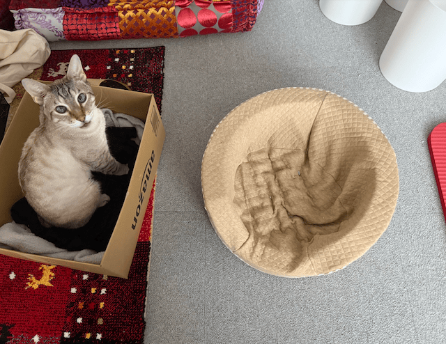 「クッションよりもダンボール！」やす子の愛猫が話題に