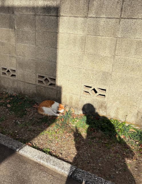 「影までかわいいんだ？」秋元真夏の“お散歩”オフショットにファンからコメント続々