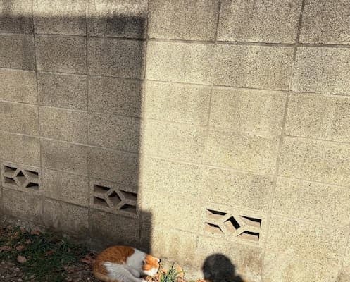 「影までかわいいんだ？」秋元真夏の“お散歩”オフショットにファンからコメント続々