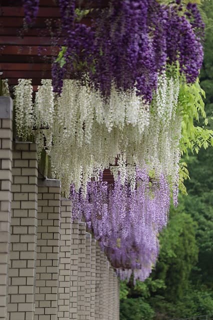 「なんて綺麗な」藤棚の名所・神代植物公園が美しいフジのグラデーションを投稿！
