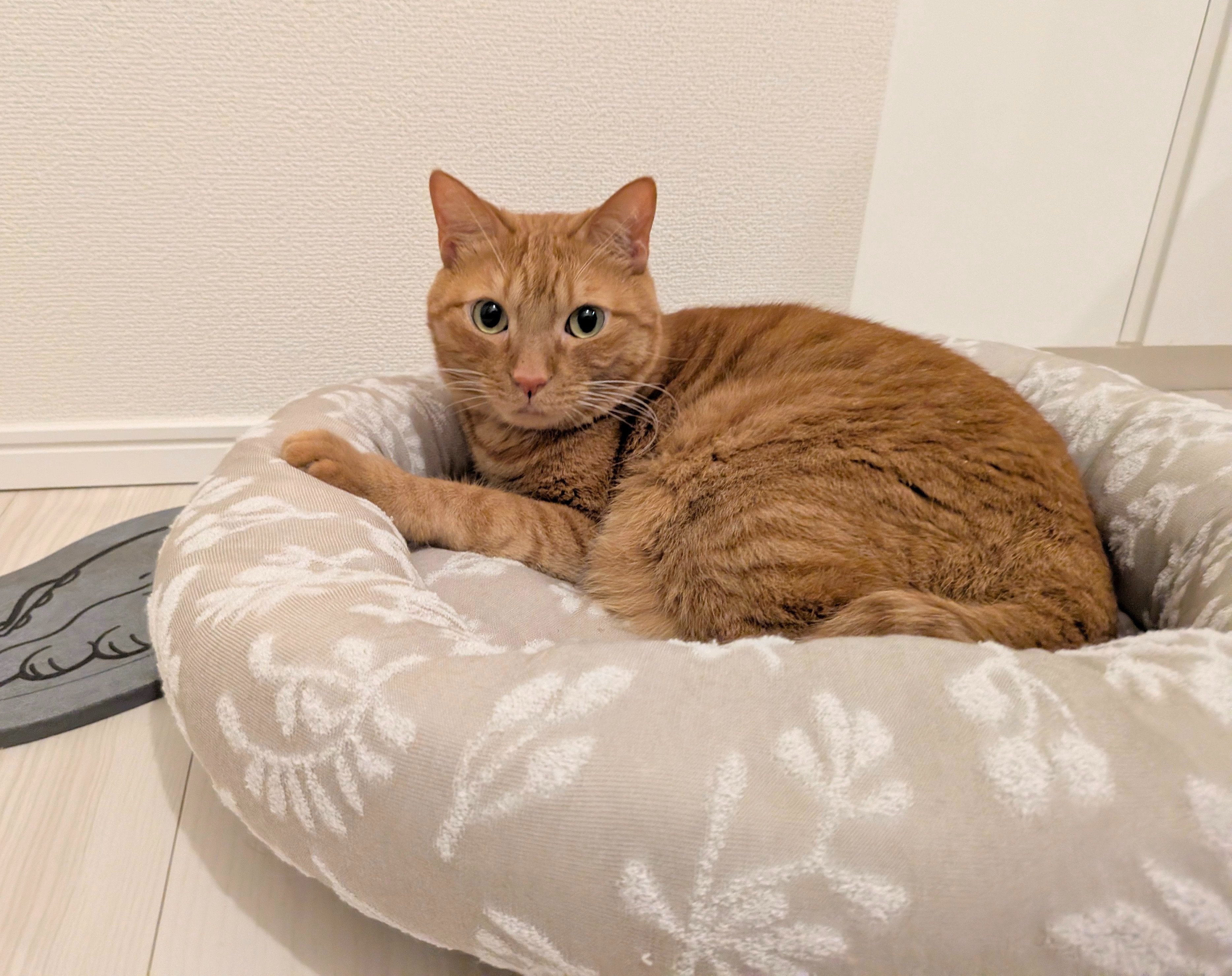 松丸亮吾が体調不良の愛猫の行動に一安心？カメラを見つめる姿を公開